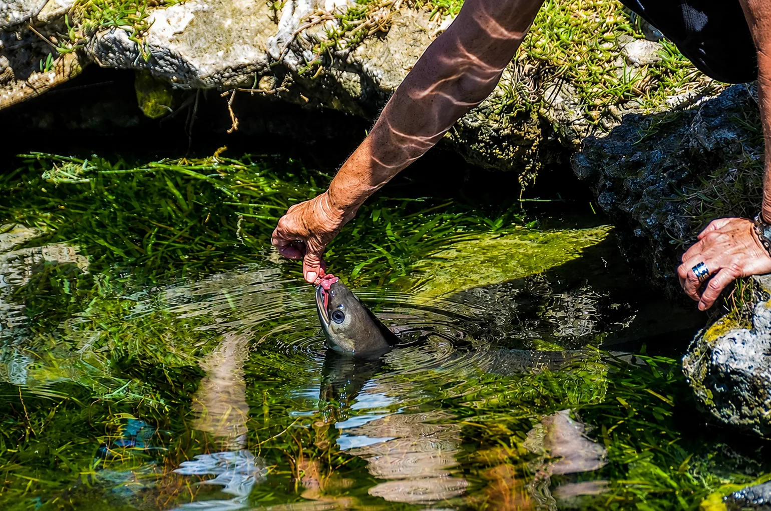Hand-feeding the eels at the Palinggat spring